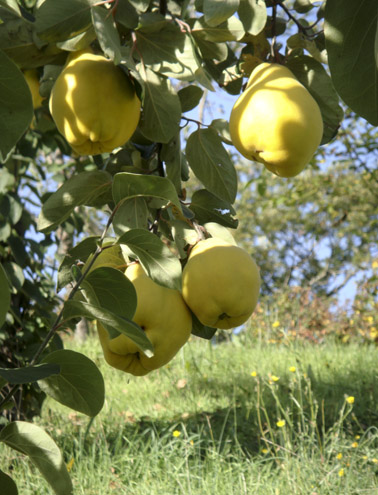 Agriturismo La Garavina